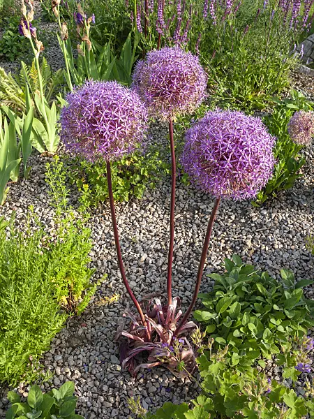 402028 - Ail géant (Allium Globemaster)