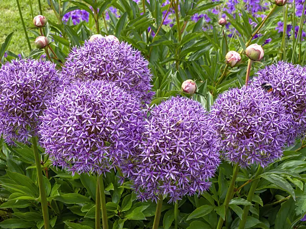 426059 - Ail géant (Allium Globemaster)
