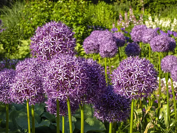 438182 - Ail géant (Allium Globemaster)