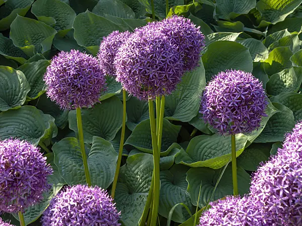 438183 - Ail géant (Allium Globemaster)