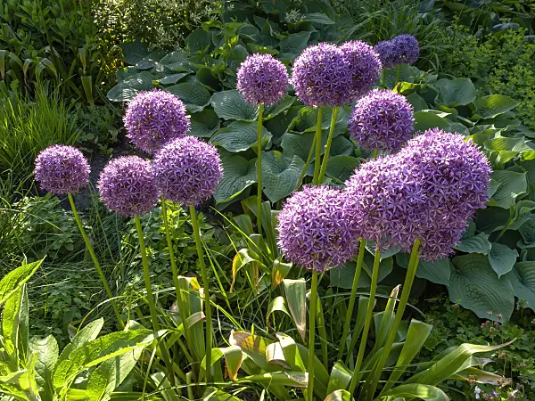 438184 - Ail géant (Allium Globemaster)