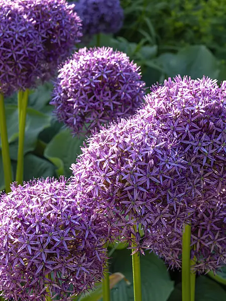 438187 - Ail géant (Allium Globemaster)