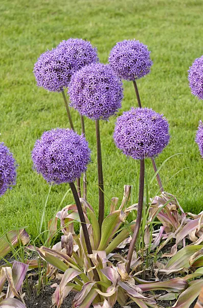 545089 - Ail géant (Allium Round and Purple)