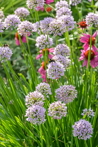 664030 - Ail géant (Allium Summer Beauty)