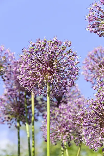 485001 - Ail géant de l'Himalaya (Allium giganteum)