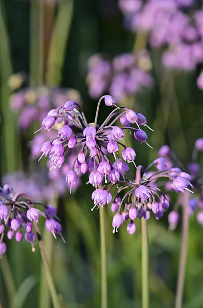 534020 - Ail penché (Allium cernuum)