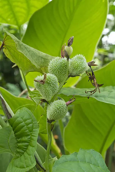 608123 - Air potato (Dioscorea bulbifera)