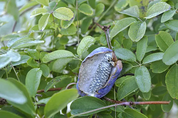 517121 - Akébia à cinq feuilles (Akebia quinata)