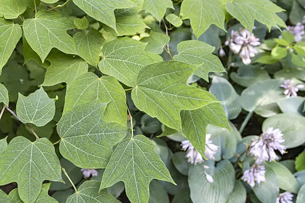 638029 - Alangium platanifolium