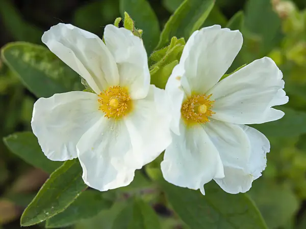 425102 - Albanian rock rose (Cistus albanicus)
