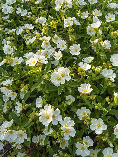 425105 - Albanian rock rose (Cistus albanicus)