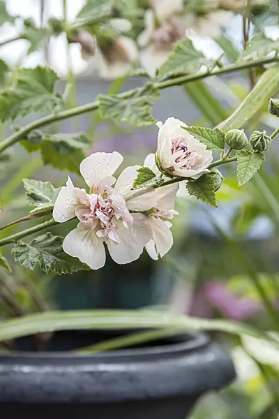 651040 - Alcalthaea suffrutescens 'Parkallee'