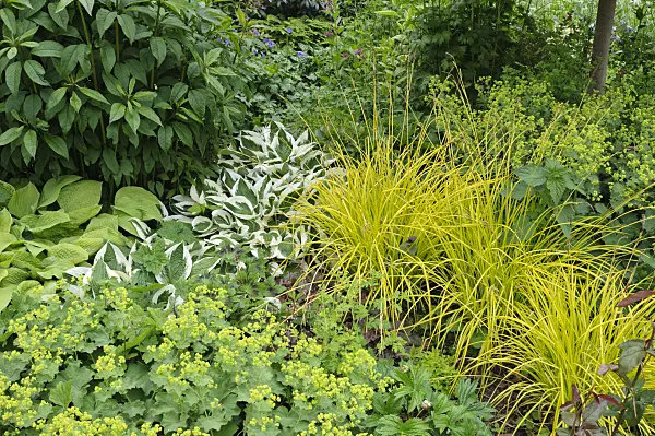 473080 - Alchémille (Alchemilla), funkia (Hosta) et laîche élevée (Carex elata 'Bowles Golden')