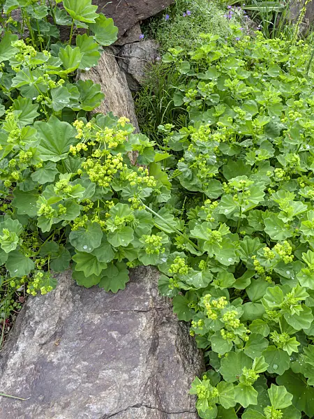 448077 - Alchémille (Alchemilla gorcensis)