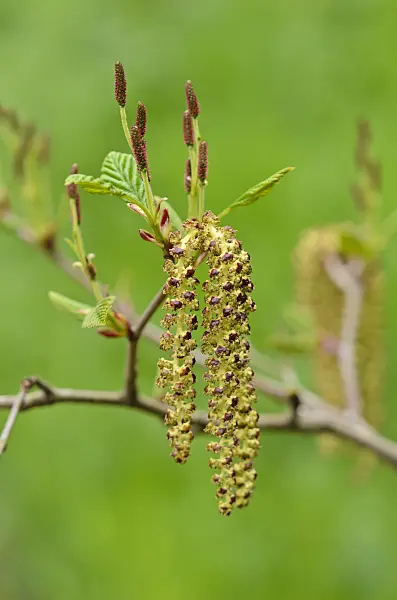 520070 - Alder (Alnus)