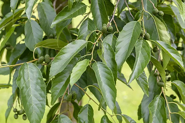 593027 - Alder (Alnus x spaethii)