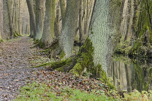 527010 - Alders (Alnus) at a hiking trail, Spreewald Biosphere Reserve, Germany