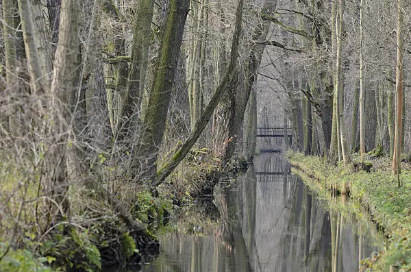 527011 - Alders (Alnus) at a water ditch, Spreewald Biosphere Reserve, Germany