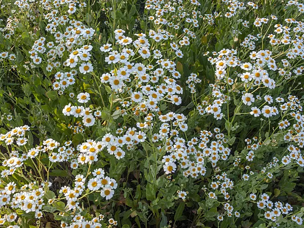 415003 - Alecost (Tanacetum balsamita syn. Balsamita major)