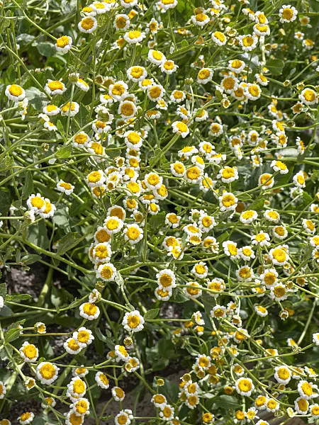 439207 - Alecost (Tanacetum balsamita syn. Balsamita major)