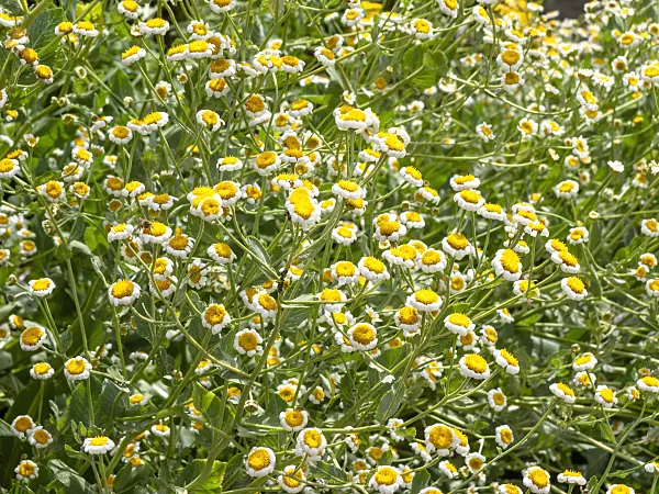 439208 - Alecost (Tanacetum balsamita syn. Balsamita major)