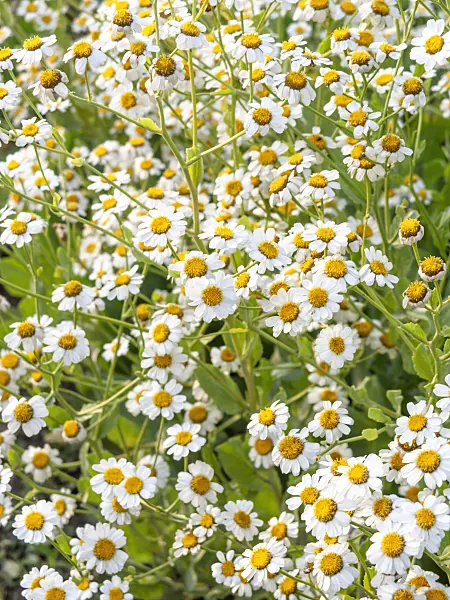 462009 - Alecost (Tanacetum balsamita syn. Balsamita major)