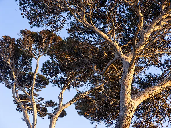 424041 - Aleppo-Kiefer (Pinus halepensis)