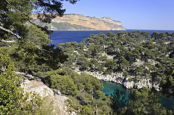 533192 - Aleppo-Kiefern (Pinus halepensis) an der Calanque de Port-Pin, Nationalpark Calanques, Frankreich
