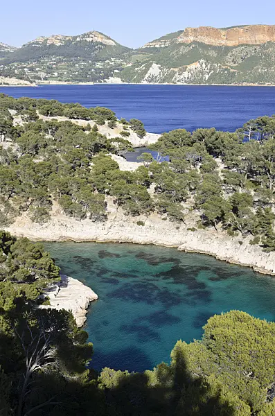 533203 - Aleppo-Kiefern (Pinus halepensis) an der Calanque de Port-Pin, Nationalpark Calanques, Frankreich