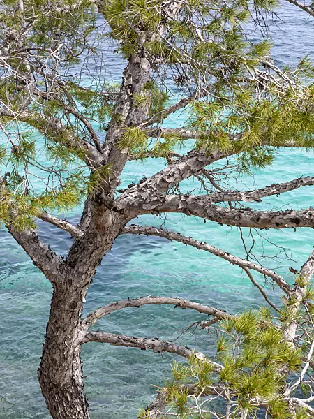 424062 - Aleppo pine (Pinus halepensis)