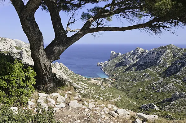 533169 - Aleppo pine (Pinus halepensis) at Calanque de Sormiou, Calanques National Park, France