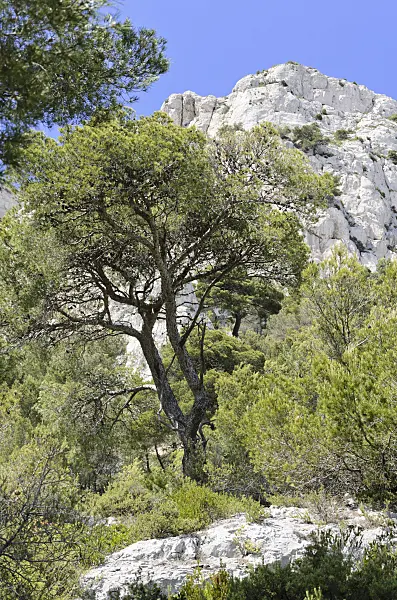 533154 - Aleppo pine (Pinus halepensis), Calanques National Park, France
