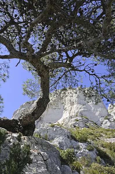 533163 - Aleppo pine (Pinus halepensis), Calanques National Park, France