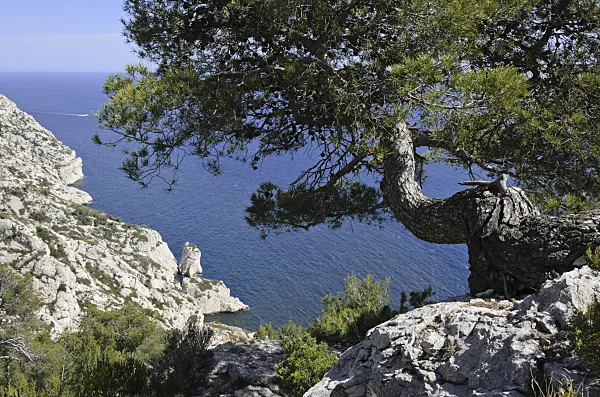 533165 - Aleppo pine (Pinus halepensis), Calanques National Park, France