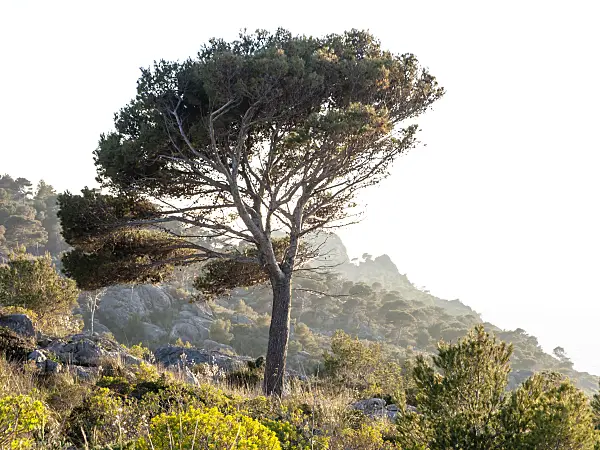 424039 - Aleppo pine (Pinus halepensis), Majorca, Spain