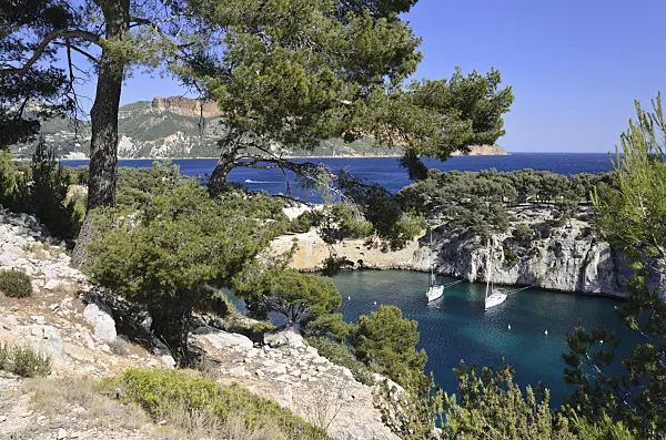 533188 - Aleppo pines (Pinus halepensis) at Calanque de Port-Miou, Calanques National Park, France
