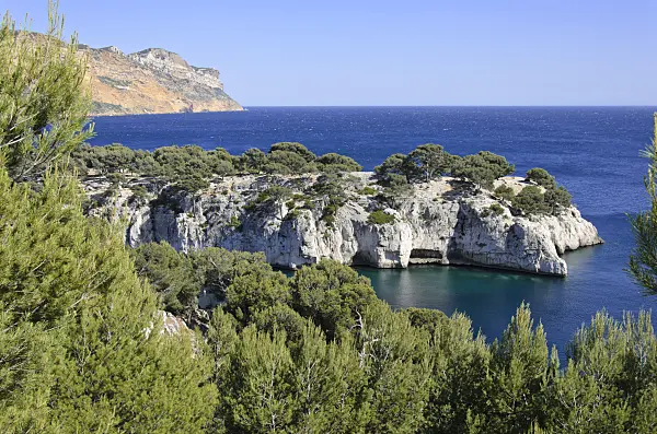533189 - Aleppo pines (Pinus halepensis) at Calanque de Port-Miou, Calanques National Park, France