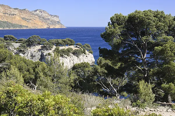 533190 - Aleppo pines (Pinus halepensis) at Calanque de Port-Miou, Calanques National Park, France