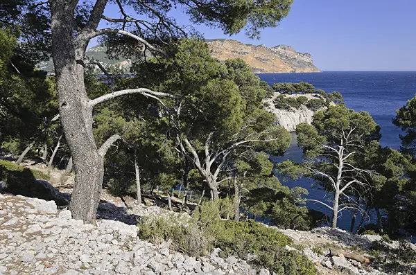 533191 - Aleppo pines (Pinus halepensis) at Calanque de Port-Miou, Calanques National Park, France