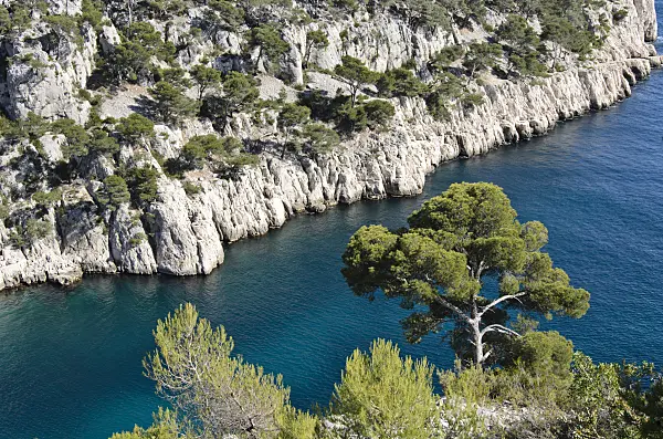 533194 - Aleppo pines (Pinus halepensis) at Calanque de Port-Pin, Calanques National Park, France