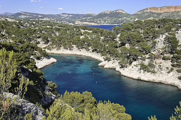 533195 - Aleppo pines (Pinus halepensis) at Calanque de Port-Pin, Calanques National Park, France