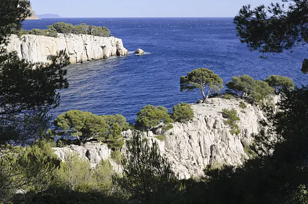 533196 - Aleppo pines (Pinus halepensis) at Calanque de Port-Pin, Calanques National Park, France