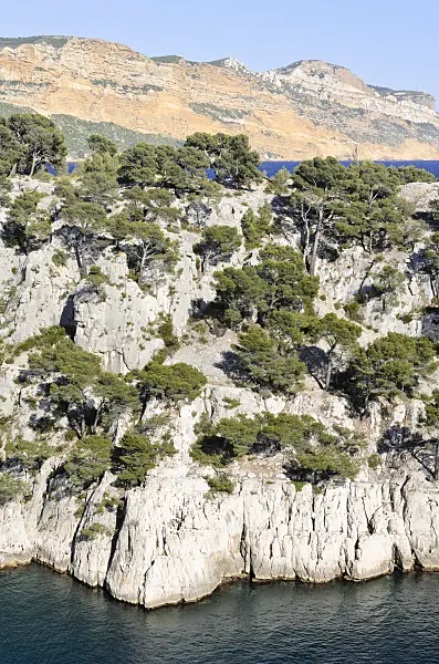 533200 - Aleppo pines (Pinus halepensis) at Calanque de Port-Pin, Calanques National Park, France