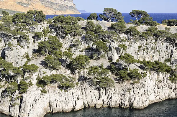 533201 - Aleppo pines (Pinus halepensis) at Calanque de Port-Pin, Calanques National Park, France