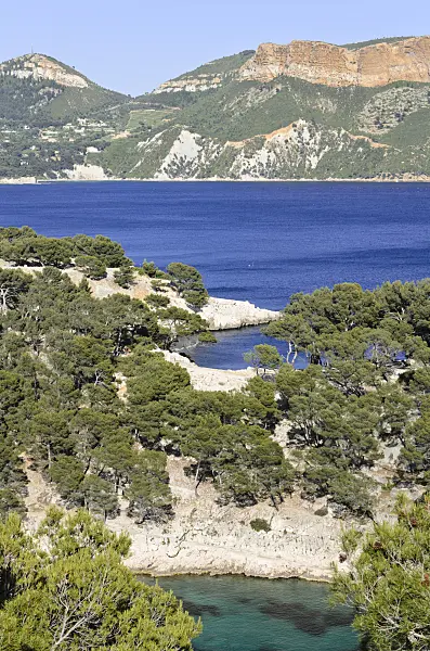 533204 - Aleppo pines (Pinus halepensis) at Calanque de Port-Pin, Calanques National Park, France