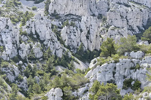 533159 - Aleppo pines (Pinus halepensis), Calanques National Park, France