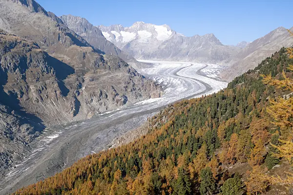 453097 - Aletsch forest and Aletsch glacier, Switzerland