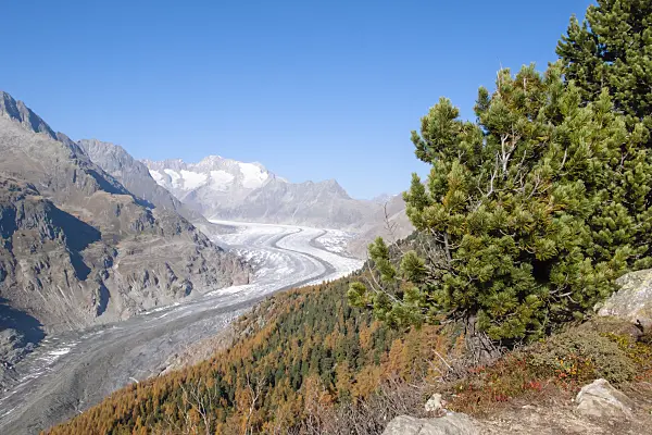 453098 - Aletsch forest and Aletsch glacier, Switzerland