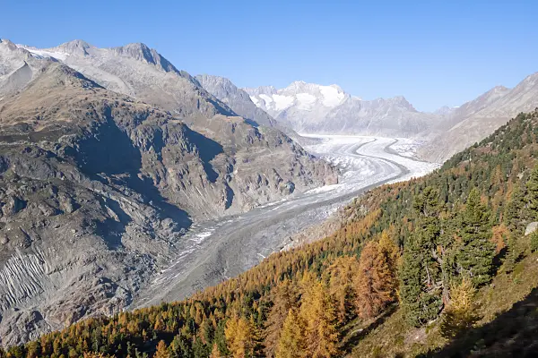 453099 - Aletsch forest and Aletsch glacier, Switzerland