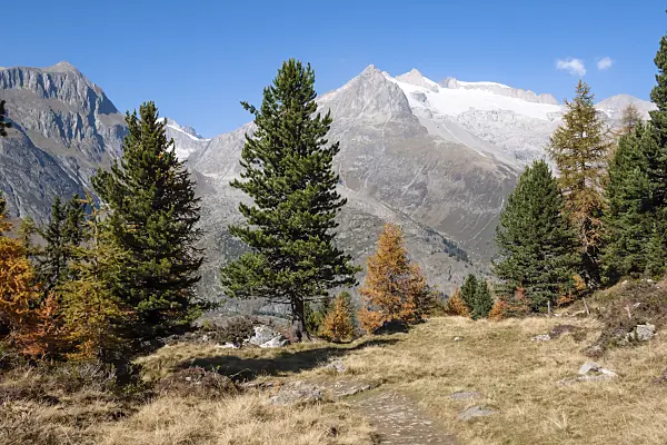453078 - Aletsch forest, Switzerland